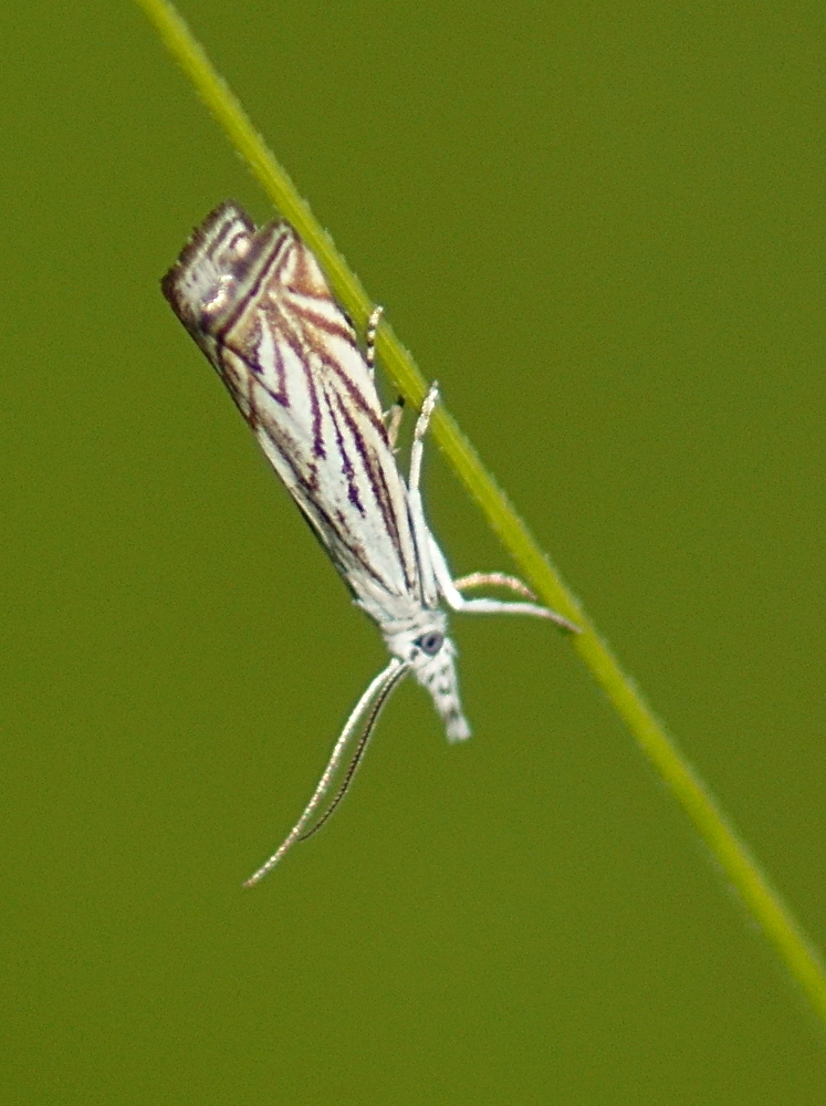Platytes Moth
