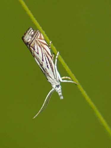 Platytes Moth