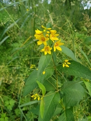 Lysimachia vulgaris