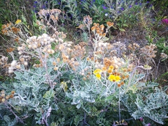 Jacobaea maritima