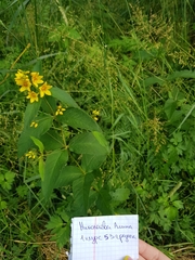 Lysimachia vulgaris