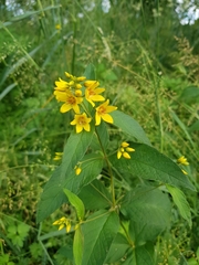Lysimachia vulgaris