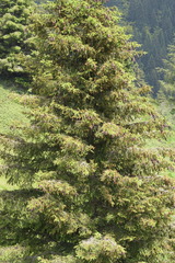 Picea abies abies