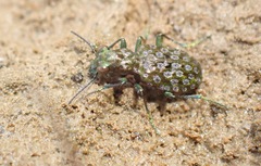 Elaphrus purpurans