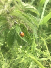 Coccinella septempunctata