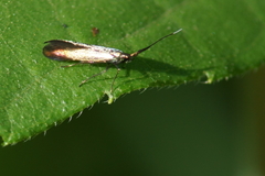 Coleophora deauratella