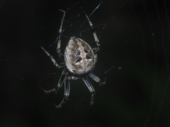 Neoscona nautica