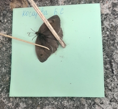 Maniola jurtina