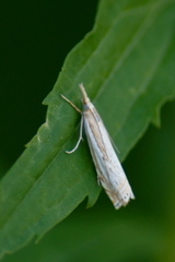 Crambus saltuellus
