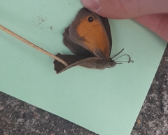 Maniola jurtina