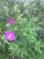 Epilobium hirsutum