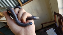 Amblyodipsas polylepis