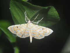 Notarcha aurolinealis