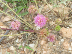 Mimosa rupertiana