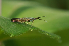 Coleophora deauratella