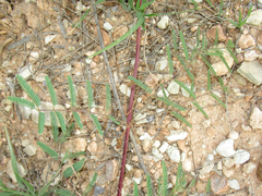 Mimosa rupertiana
