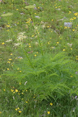 Molopospermum peloponnesiacum