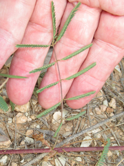 Mimosa rupertiana