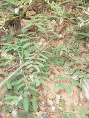 Mimosa rupertiana