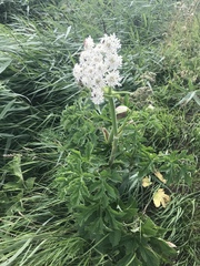 Heracleum sphondylium