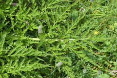 Molopospermum peloponnesiacum