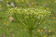 Molopospermum peloponnesiacum