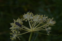Molopospermum peloponnesiacum