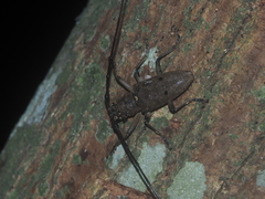 Pelargoderus bipunctatus