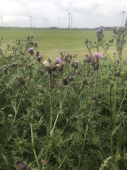 Cirsium arvense