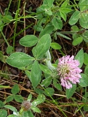 Trifolium pratense