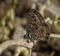 Leptotes pirithous pirithous