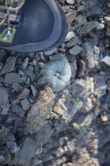 Lophophora diffusa