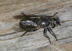 Atomosia melanopogon