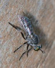 Atomosia melanopogon