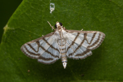 Ravanoa xiphialis