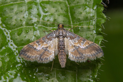 Hydriris ornatalis