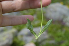 Pilosella lactucella