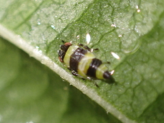 Eupterycyba jucunda