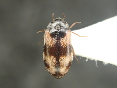 Trogoderma angustum