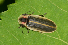 Pyractomena angulata