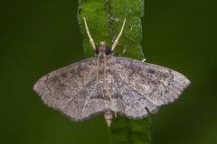 Protonoceras