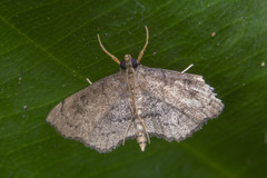 Protonoceras