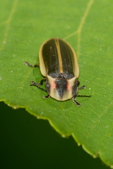 Pyractomena angulata