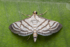 Ravanoa xiphialis