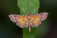 Ambia decoralis