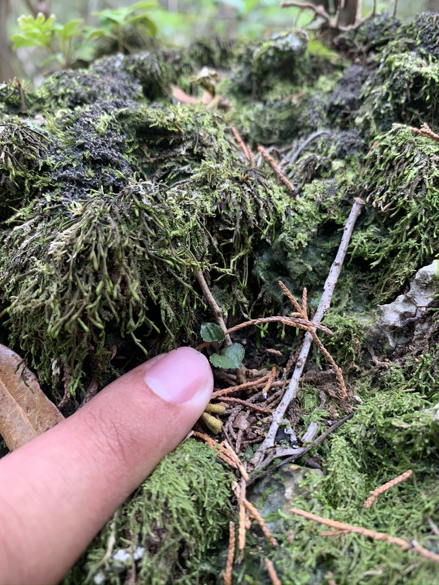 Craighead's Noddingcaps (Triphora craigheadii)