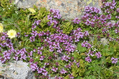 Thymus praecox polytrichus