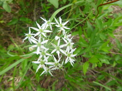 Allium cuthbertii
