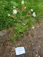 Silene latifolia