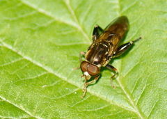 Tropidia quadrata